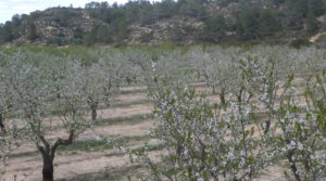 Masía de piedra en Masalsinas, Calaceite en oferta con olivos por 79000€€