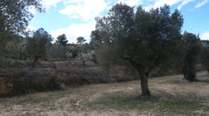 Masía de piedra en Masalsinas, Calaceite a buen precio con almendros por 79000€€