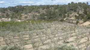 Masía de piedra en Masalsinas, Calaceite para vender con olivos por 79000€€