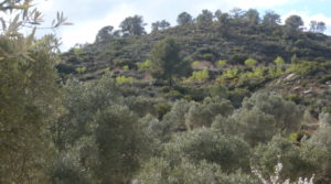 Masía de piedra en Masalsinas, Calaceite en oferta con olivos
