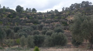 Masía de piedra en Masalsinas, Calaceite en oferta con almendros