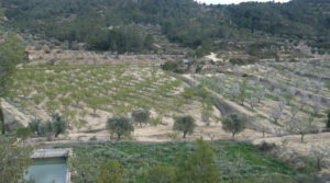 Se vende Masía de piedra en Masalsinas, Calaceite con almendros por 79000€€