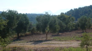 Foto de Finca rústica en Cretas con almacén por 500.000€