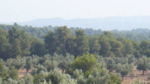 Se vende Finca rústica en Cretas con olivos