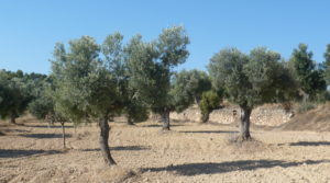 Finca rústica en Cretas para vender con agua