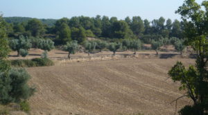Se vende Finca rústica en Cretas con olivos