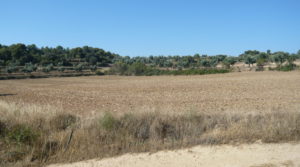 Finca rústica en Cretas para vender con pinares por 500.000€