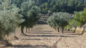 Detalle de Finca rústica en Cretas con masía