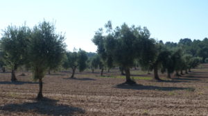 Foto de Finca rústica en Cretas en venta con agua