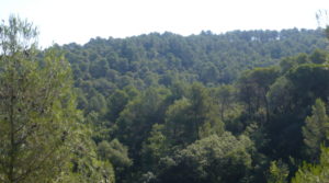 Foto de Finca rústica en Cretas en venta con pinares