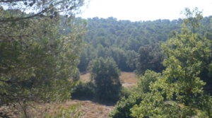 Detalle de Finca rústica en Cretas con olivos por 500.000€