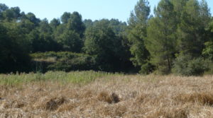 Finca rústica en Cretas a buen precio con olivos