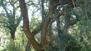 Foto de Finca rústica en Cretas con olivos