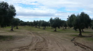 Se vende Olivar en Arens de Lledó con masía