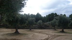 Foto de Olivar en Arens de Lledó con olivos centenarios