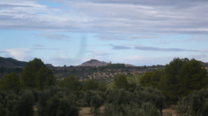 Foto de Olivar en Arens de Lledó con olivos centenarios