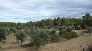 Foto de Olivar en Arens de Lledó con plena producción