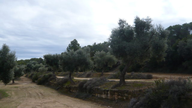 Olivar en Arens de Lledó