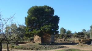 Foto de Olivar en Calaceite con masía típica tradicional con buen acceso