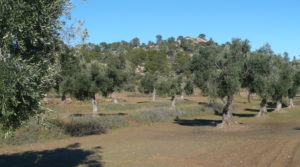 Vendemos Olivar en Calaceite con masía típica tradicional con buen acceso por 60.000€