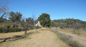 Vendemos Olivar en Calaceite con masía típica tradicional con olivos y almendros por 60.000€