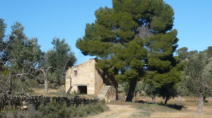 Olivar en Calaceite con masía típica tradicional a buen precio con buen acceso