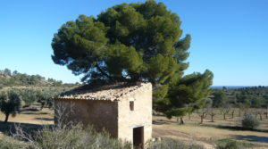 Olivar en Calaceite con masía típica tradicional a buen precio con lugar tranquilo