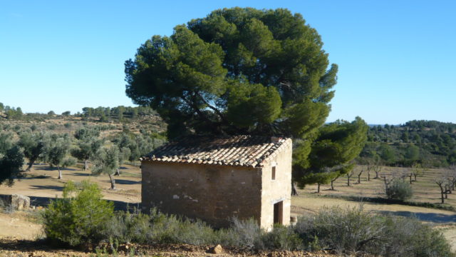 Olivar en Calaceite con masía típica tradicional