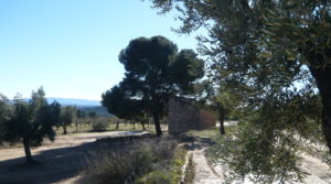 Vendemos Olivar en Calaceite con masía típica tradicional con olivos y almendros