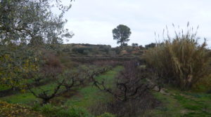 Foto de Finca en La Huerta de Caspe en venta con melocotoneros