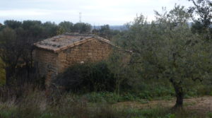 Detalle de Finca en La Huerta de Caspe con melocotoneros