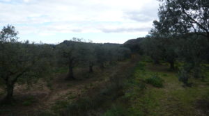 Finca en La Huerta de Caspe en oferta con olivos