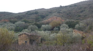 Finca en La Huerta de Caspe a buen precio con cerezos por 40.000€