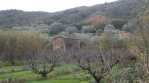 Finca en La Huerta de Caspe para vender con cerezos