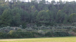 Finca de regadío en Caspe a buen precio con masías de piedra