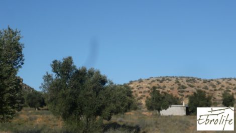 Finca de olivos en Caspe
