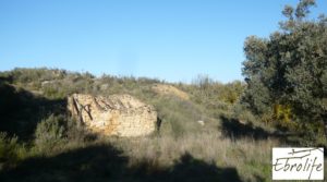 Detalle de Huerto en Caspe de olivos autóctonos con zona de pesca con olivos autóctonos por 7.000€