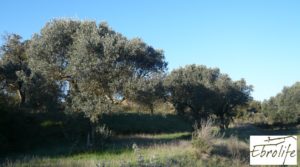 Detalle de Huerto en Caspe de olivos autóctonos con zona de pesca con olivos autóctonos por 7.000€
