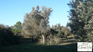 Se vende Huerto en Caspe de olivos autóctonos con zona de pesca con olivos autóctonos