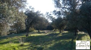 Huerto en Caspe de olivos autóctonos con zona de pesca a buen precio con olivos autóctonos