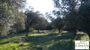 Huerto en Caspe de olivos autóctonos con zona de pesca a buen precio con olivos autóctonos