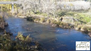 Huerto en Caspe de olivos autóctonos con zona de pesca para vender con olivos autóctonos