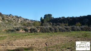 Detalle de Finca de regadío en Caspe. con regadío