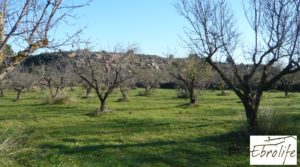 Finca de regadío en Caspe. para vender con regadío