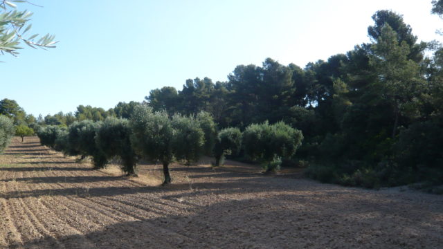 Olivar en Arens de Lledo