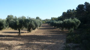 Olivar en Arens de Lledo a buen precio con olivos autóctonos