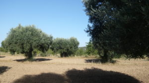 Olivar en Arens de Lledo en venta con olivos autóctonos