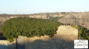 Foto de Huerto y Masía de dos plantas en Maella con desagüe por 18.000€