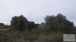 Huerta de olivos en Caspe. en oferta con huerta