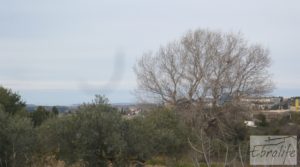 Foto de Huerta de olivos en Caspe. con olivos autóctonos